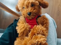 Yakışıklı Poodle Oğlumuz