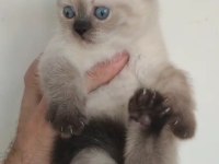 Blue point kedimiz