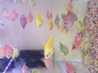 Trans genetik tetra