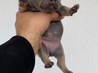 BLUE DİŞİ FRENCH BULLDOG YAVRULAR