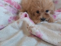 Dişi maltipoo 2 aylık