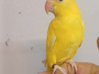 Sarışeker Pakistan Papağanı Bebek