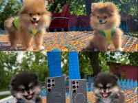 Her Renk Ve Her Cins Pomeranian Boo Yavrular