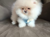 POMERANİAN BOO AYI SURAT