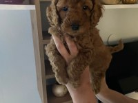 Toy poodle yavrularim orijinal ev üretimi