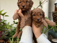 MÜKEMMEL KALİTEDE TOY POODLE MİNNOŞLAR