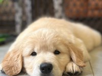 En Sadık Dost Dişi Golden Retriever Yavrumuz