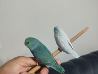 Forpus Papağanı Takım Şeklinde