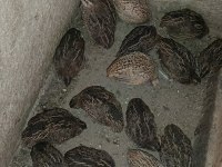 30 35 Bıldırcın bulunur Yumurtaya sende başlayacak