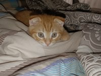 Kedimizi acil sahiplendirme