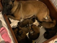 KNPV Çalışma Hattı Belçika Malinois Yavruları