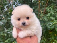 Pomeranian boo köpeği