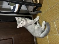 Acil sahiplendirme british longhair kedisi