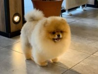 Elit Patiler Farkıyla Pomeranian Yavrular