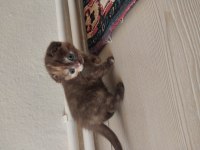 Yavru scottish fold sahiplendirme