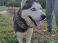 HUSKY KÖPEĞİMİZE YENİ YUVA ARIYORUZ