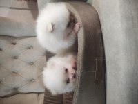 POMERANİAN YAVRULARIMIZA YENİ YUVALAR ARIYORUZ