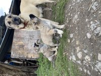 Mükemmel kalite saf Kangal yavrular