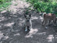Akita inu yavrularımız 3 aylık