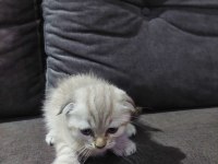 Scottish fold erkek yavru