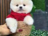 Ayı surat boo yavruları