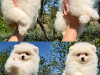 Pomeranian Boo Köpeklerimiz