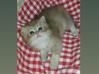 SAFKAN BRİTİSH LONGHAİR YAVRU