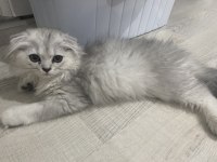 Çok tatlı scottish fold yavrumuz