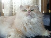 1 buçuk yaşında şecereli erkek british longhair