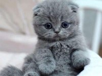 Top kafa panda surat scottish fold bebekler