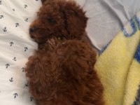 Dişi Poodle Yavrularımız