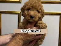 Sevimli Irk Toy Poodle