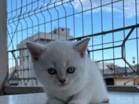 BRİTİSH SHORTHAİR MİNİKLER