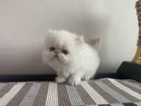 Son 2 adet iran kedisi yavrusu