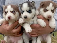SİBİRYA KURDU (HUSKY) YAVRULARI ÜRETİM ÇİFTLİĞİNDEN