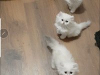 British longhair silver