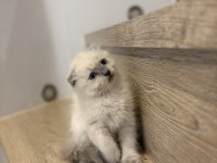 SCOTTISH FOLD BLUE POİNT YAVRULARIM 