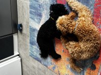 18 Aylık Dişi Siyah Toy Poodle