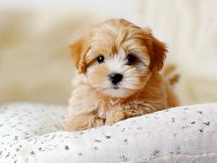 Aşılı Teslime Hazır Maltipoo Yavrular