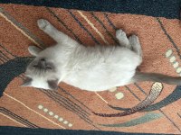British shorthair Bluepoint dişi