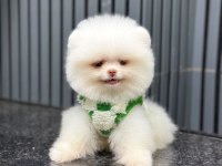 Yavru Pomeranian Boolarımız