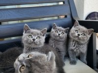 KOCAELİ DARICA MİNİK PATİ KEDİLER