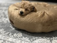 maltipoo cinsi köpeğimiz