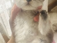 Sahiplendirme chinchilla