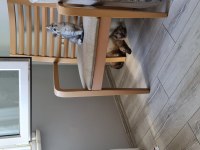 British shorthair yeni sıcak yuvamızı arıyoruz