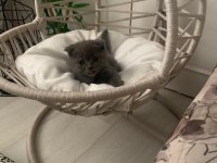 İki tane yavru scottish fold yavrular yuvasını arıyor