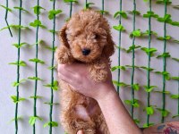 Minipatilertr Farkı İle Red Toy Poodle Bebekler