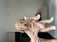 17.05.2025 doğumlu birbirinden güzel poodle yavruları