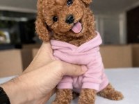 MİCRO TEDDY BEAR TOY POODLE