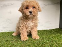 F2 MALTİPOO YAVRULARI